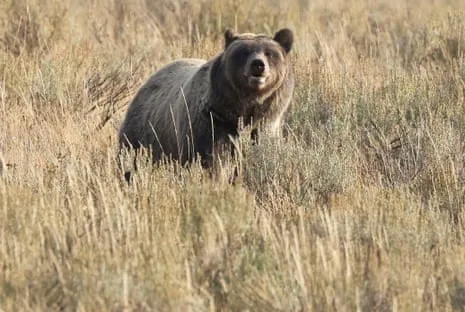 Backpacker Attacked by Bear in Yellowstone Flown to Medical Facility